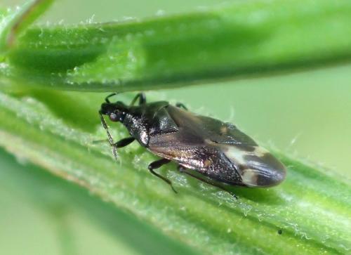 Anthocoris sarothamni